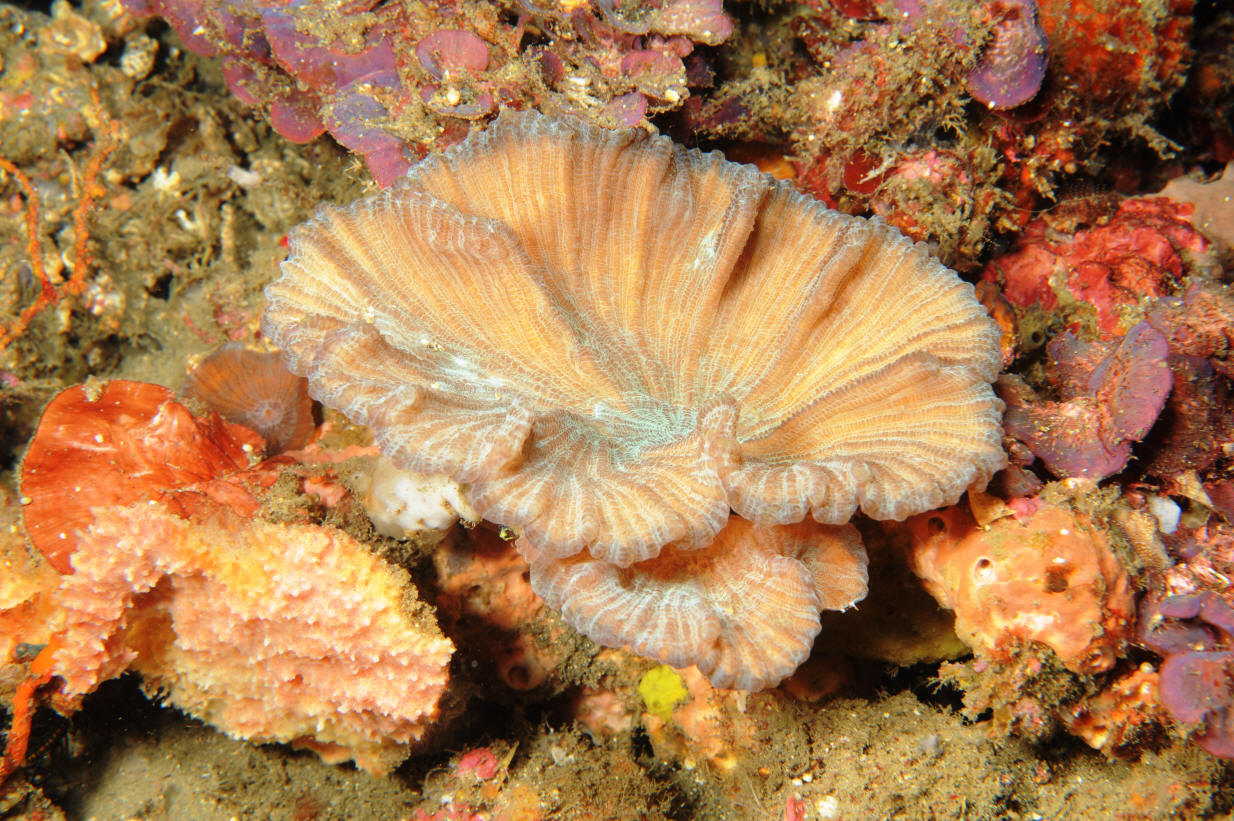 Pectinia paeonia